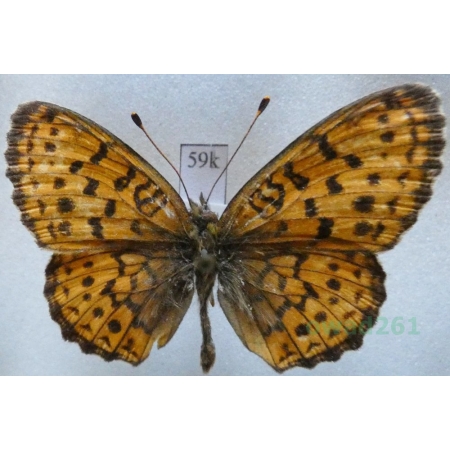 Brenthis ino Rottemburg, 1775 male Dostojka ino Russia59k